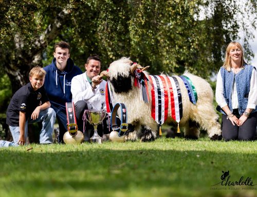 Yorkshire Langver Crowned Supreme Champion at 10th Anniversary Blacknose Beauties