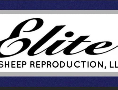 Elite Sheep Reproduction