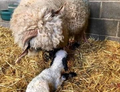 Lambing Guide