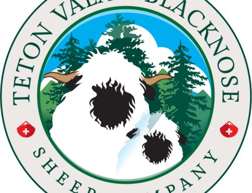 Teton Valais Blacknose Sheep Company