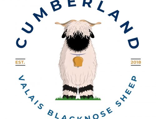 Cumberland Valais Blacknose Sheep