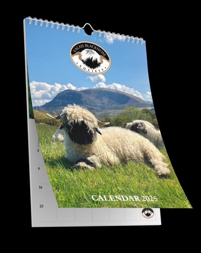 Valais Blacknose Society Calendar 2025 - Image 2