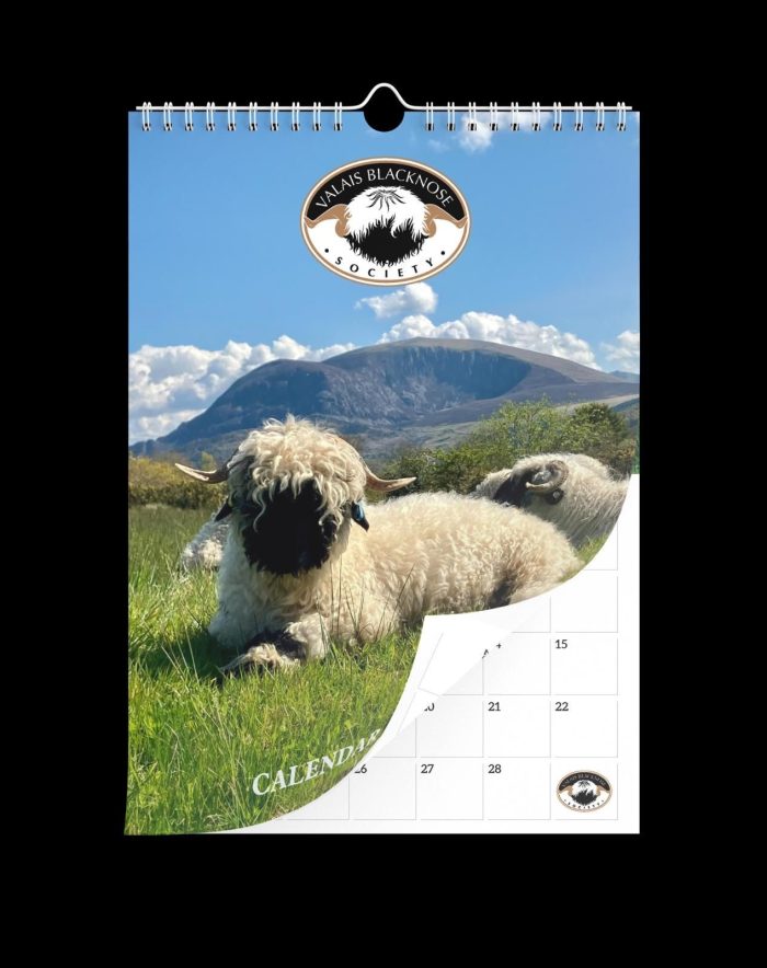 Valais Blacknose Society Calendar 2025