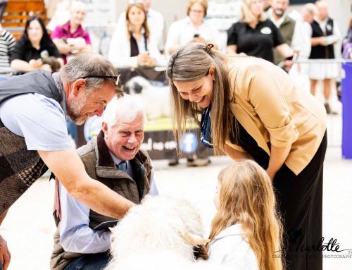 A New Chapter for Blacknose Beauties Young Handlers